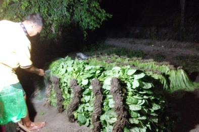 Trồng rau nhưng không dám ăn